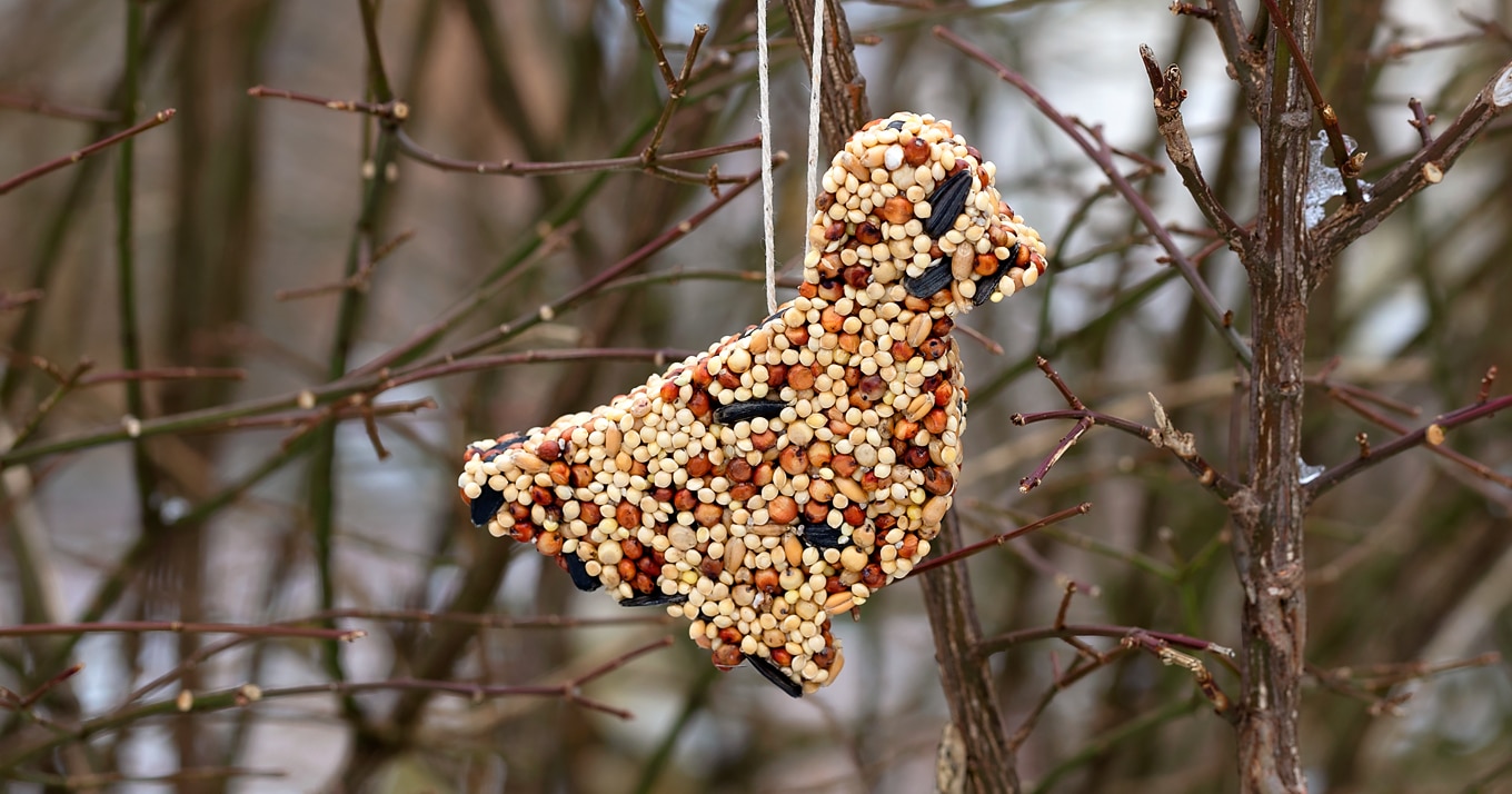 Birdseed-Feeders.jpg