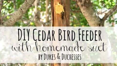 12 Easy DIY Bird Feeders to Make Today 12 DIY cedar bird feeder with homemade suet The Old Summers Home Creating your own home decor gives you the opportunity to add your own personal touch. Check out our Decor and DIY Tutorials to help get you started!