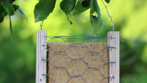 12 Easy DIY Bird Feeders to Make Today 8 DIY suet bird feeder The Old Summers Home Creating a space that's inviting to birds isn't hard to do. Simply provide food and the birds will come. Make one of these 12 easy DIY bird feeders today!