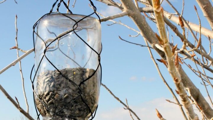 12 Easy DIY Bird Feeders to Make Today 10 Mason Jar Bird Feeder7 The Old Summers Home Creating a space that's inviting to birds isn't hard to do. Simply provide food and the birds will come. Make one of these 12 easy DIY bird feeders today!