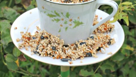 12 Easy DIY Bird Feeders to Make Today 6 teacup bird feeders 6.jpgfit6002c900ssl1 The Old Summers Home Creating your own home decor gives you the opportunity to add your own personal touch. Check out our Decor and DIY Tutorials to help get you started!