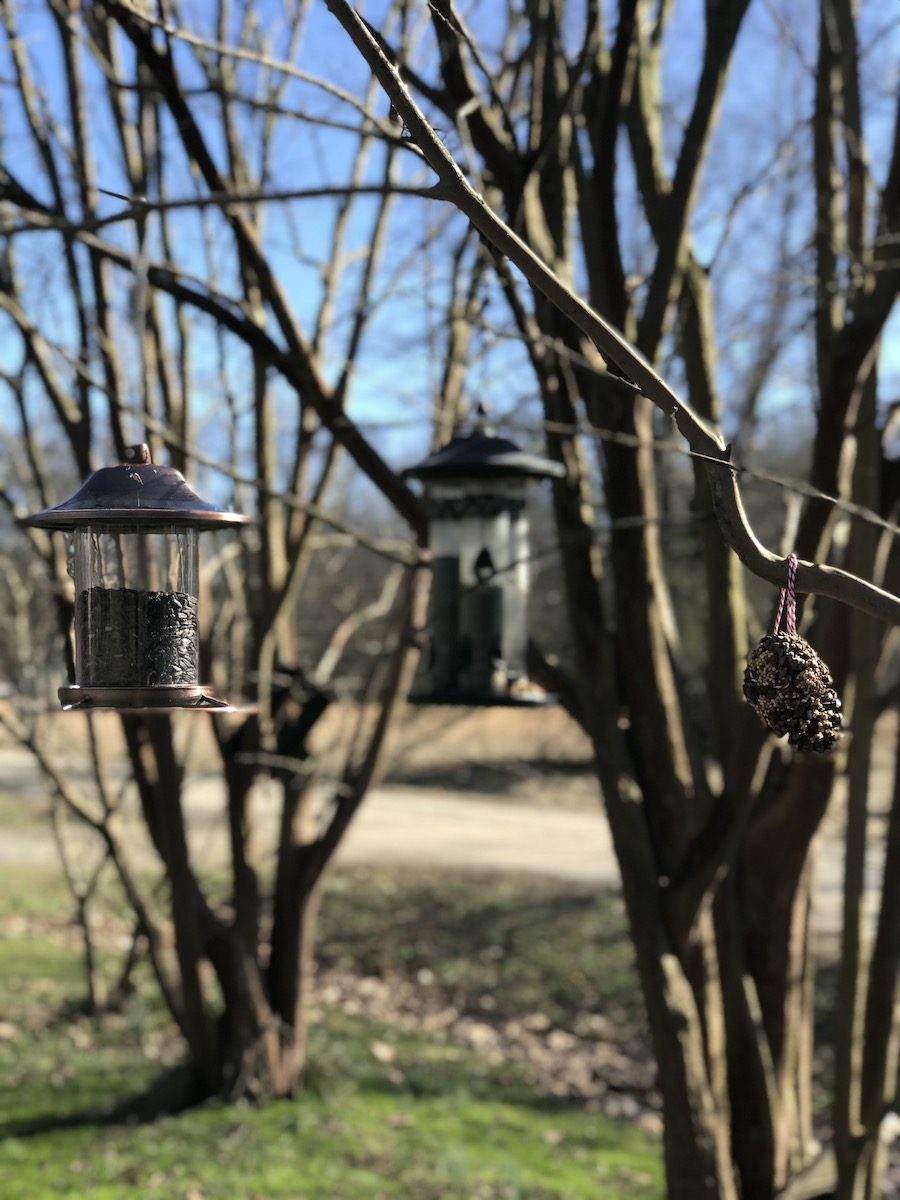 winter-bird-tree-vertical.jpg