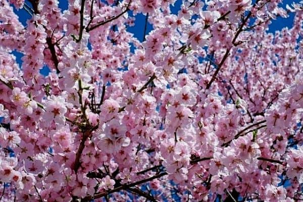 Beautiful Landscaping Ideas for Front of House 4 pink flowering cherry tree The Old Summers Home We've gathered up loads of simple landscaping ideas to inspire and motivate you. Dust off your work gloves because you're going to want to implement several