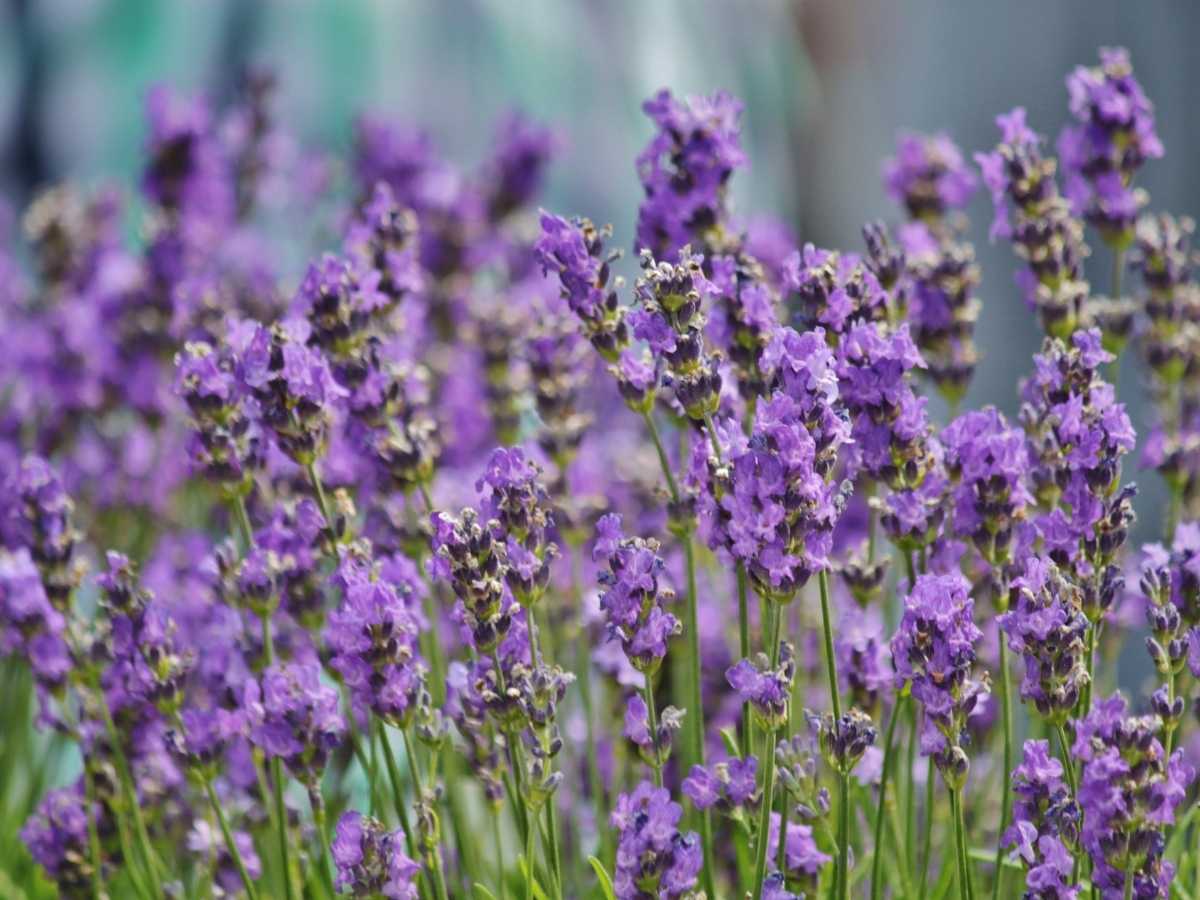 field of lavender