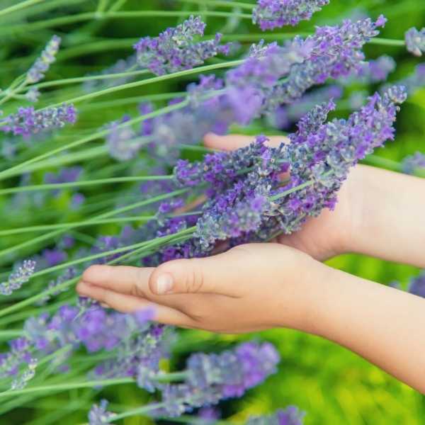 hands holding lavender