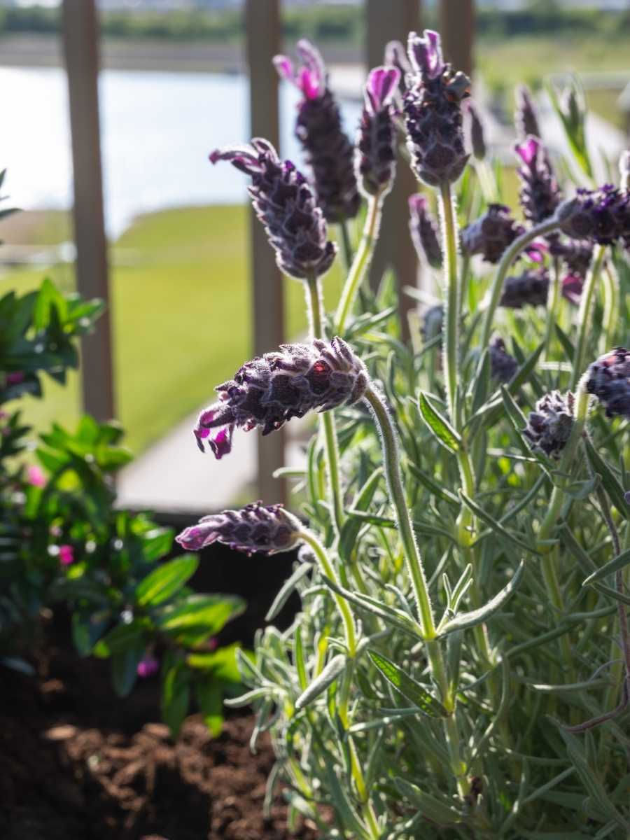 planter with lavender