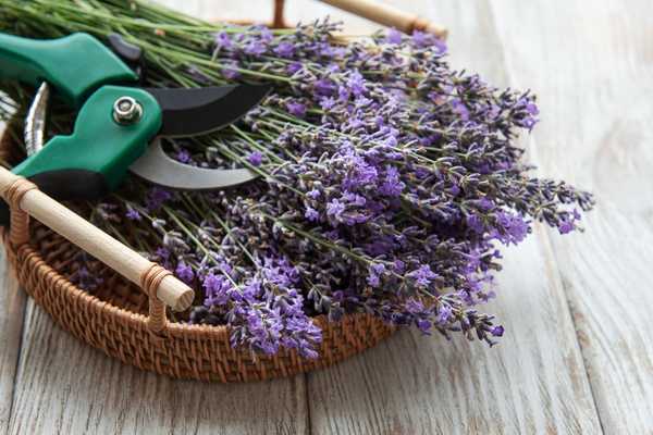 pruning lavender