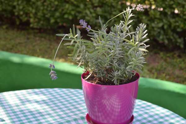 small pot growing lavender