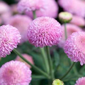 Chrysanthemum pompom