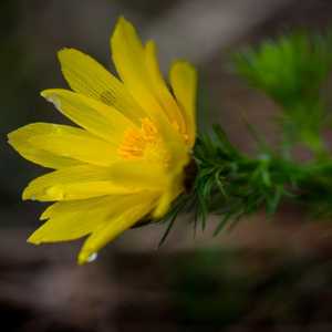 adonis vernalis pheasant's eye