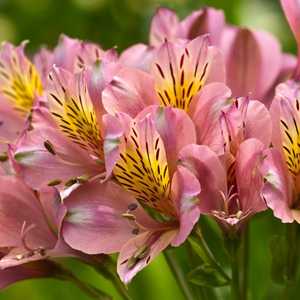 alstroemeria peruvian lily