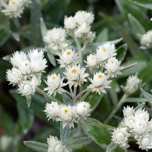 anaphalis pearly everlasting