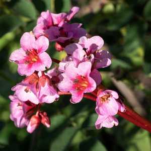 bergenia pigsqueak