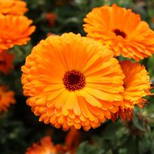 calendula pot marigold