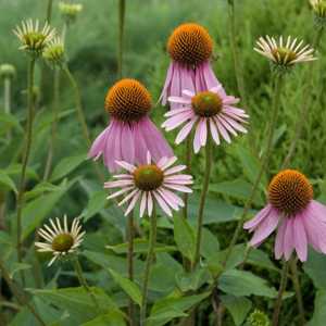 echinacea pallida pale purple coneflower