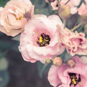 eustoma prairie gentian lisianthus