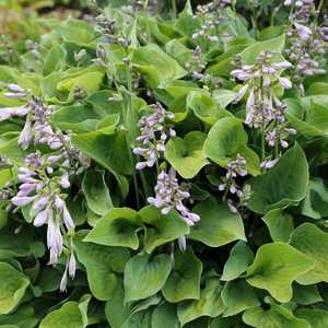 hosta plantain lily