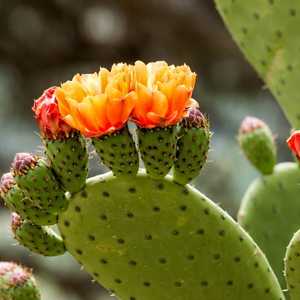 opuntia prickly pear