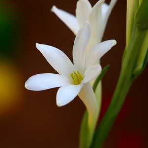 polianthes tuberosa tuberose