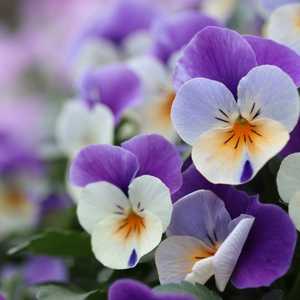 purple pansy Viola × wittrockiana