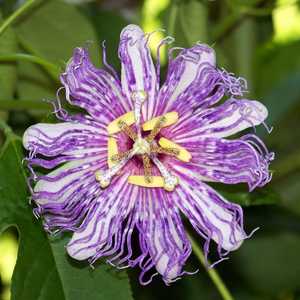 passiflora passion flower