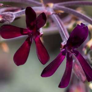 pelargonium geranium