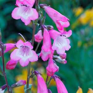 penstemon beardtongue