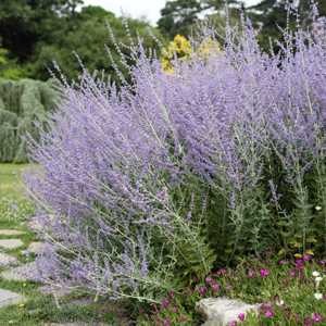 perovskia russian sage