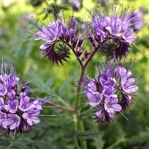 phacelia scorpionweed