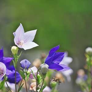 platycodon balloon flower