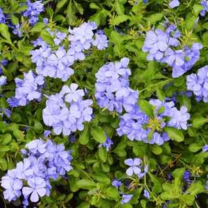 plumbago cape leadwort