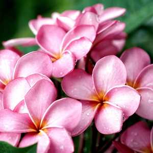 plumeria frangipani hawaiian lei flower