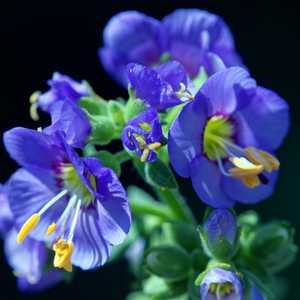 polemonium jacob's ladder