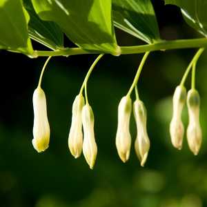 polygonatum solomon's seal