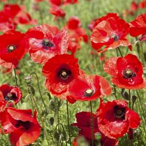 papaver poppy