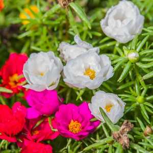 portulaca grandiflora moss rose