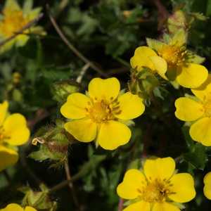 potentilla cinquefoil