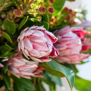 protea sugarbush