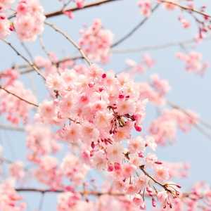 prunus cherry