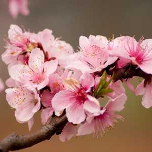 prunus peach