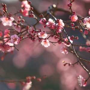 prunus plum