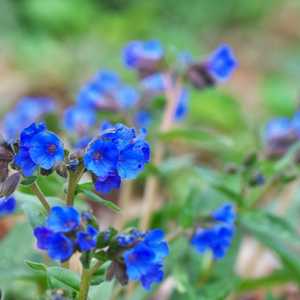 pulmonaria lungwort