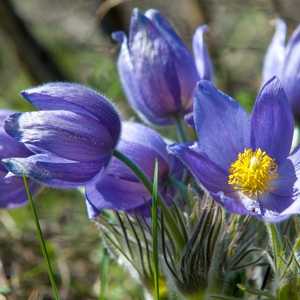 pulsatilla pasque flower