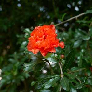 punica granatum pomegranate