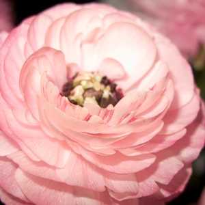 ranunculus asiaticus persian buttercup