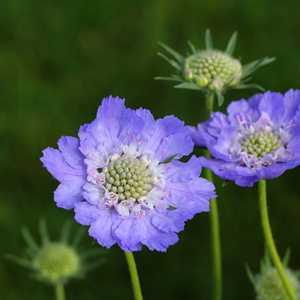 scabiosa pincushion flower