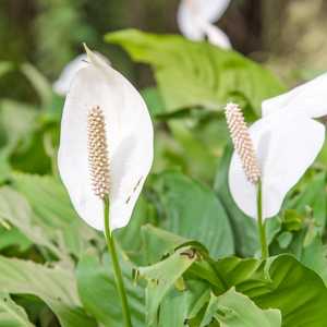 spathiphyllum peace lily