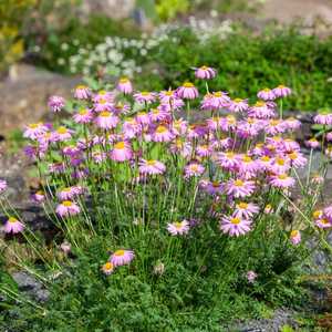 tanacetum painted daisy