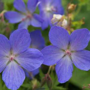 vinca periwinkle